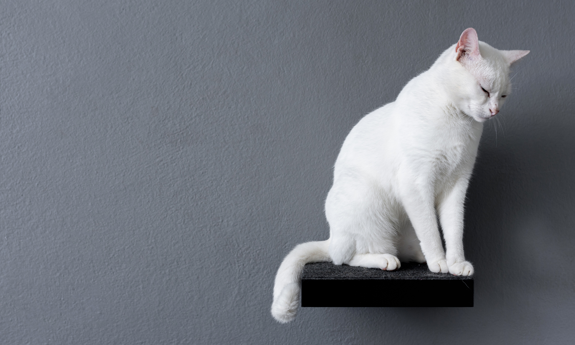 Cricklade Cattery - Cat on a perch