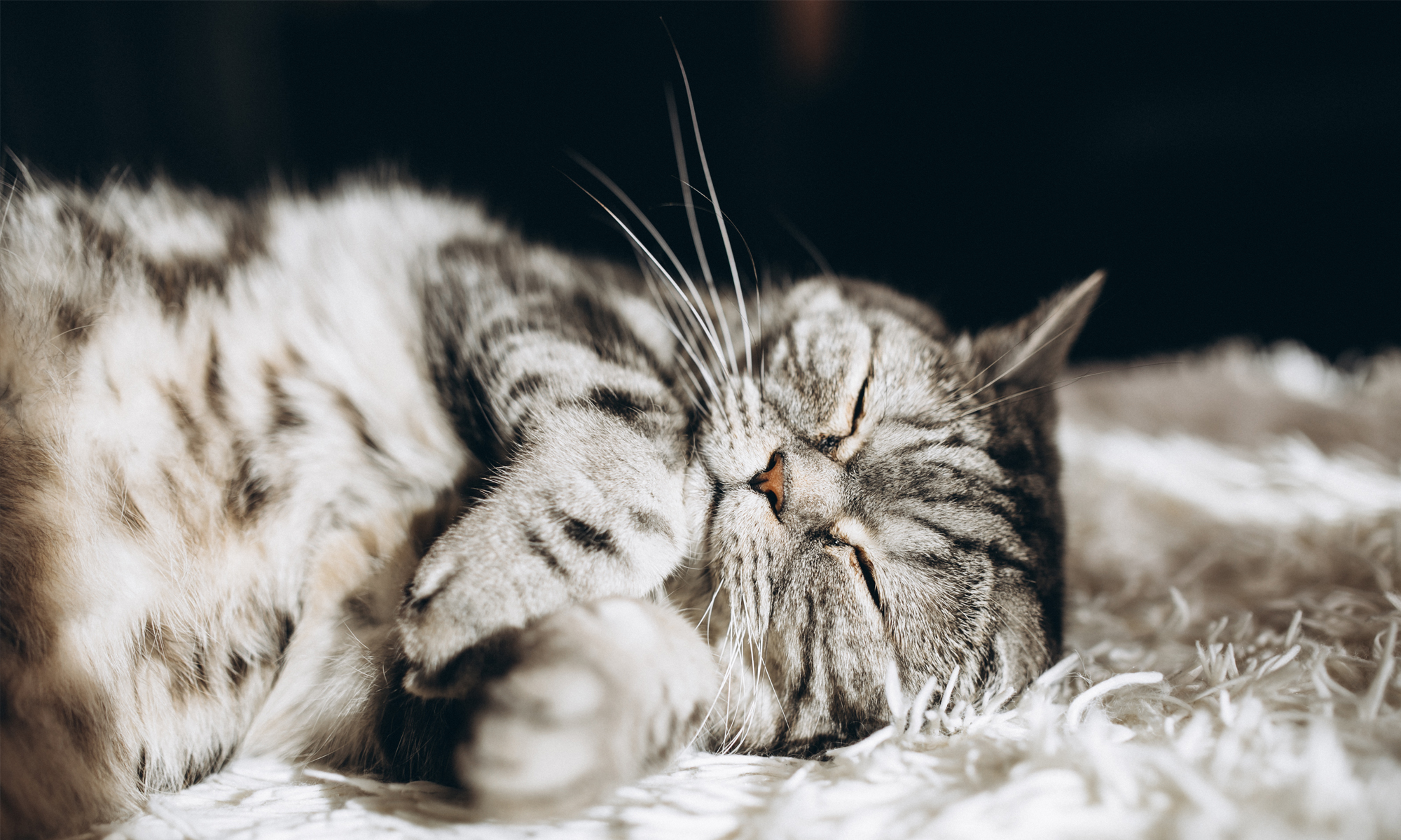 Cricklade Cattery - Cat Sleeping