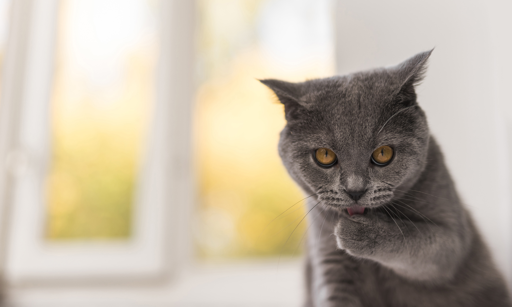 Cricklade Cattery - Cat licking its paw