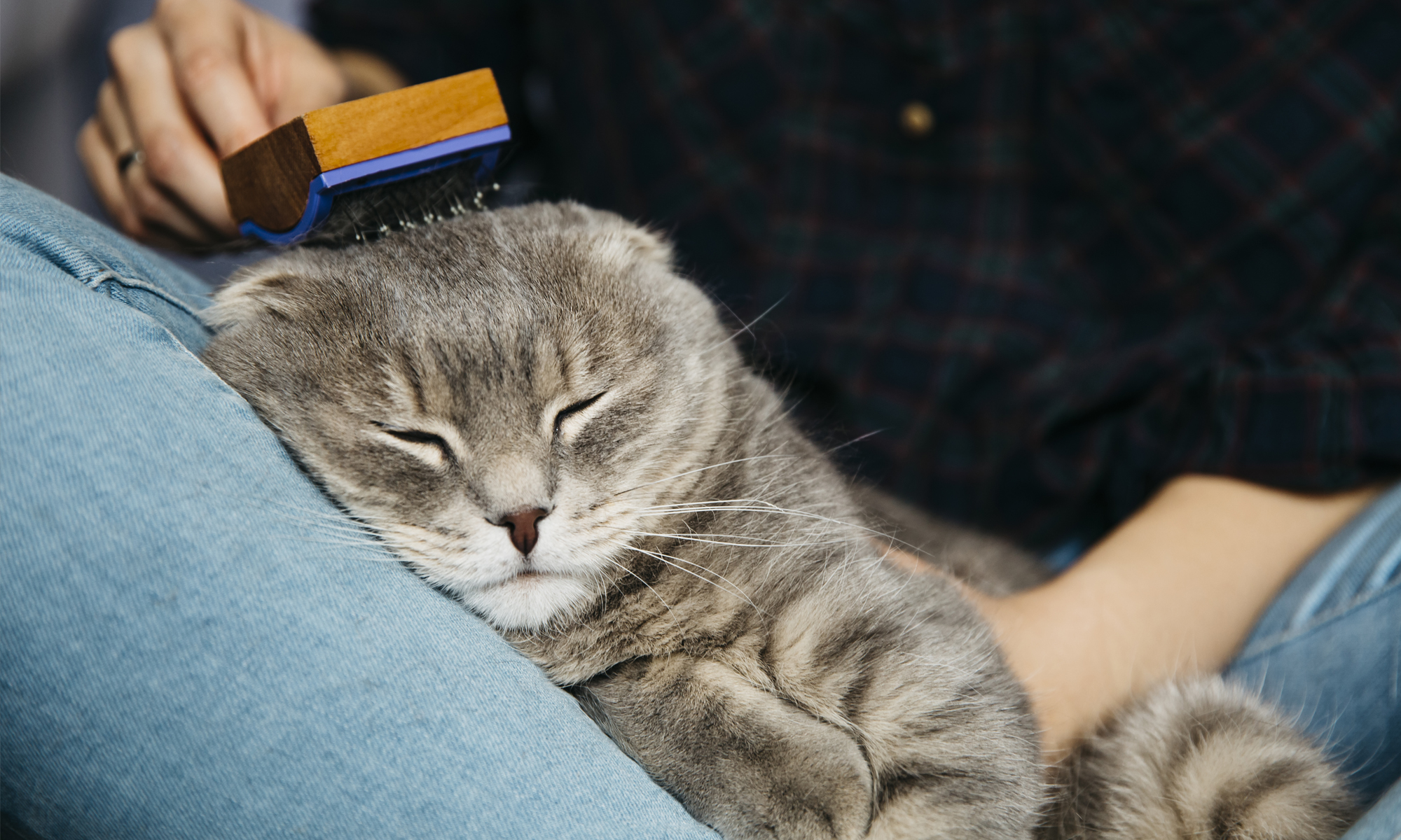 Cricklade Cattery - Cat having a groom