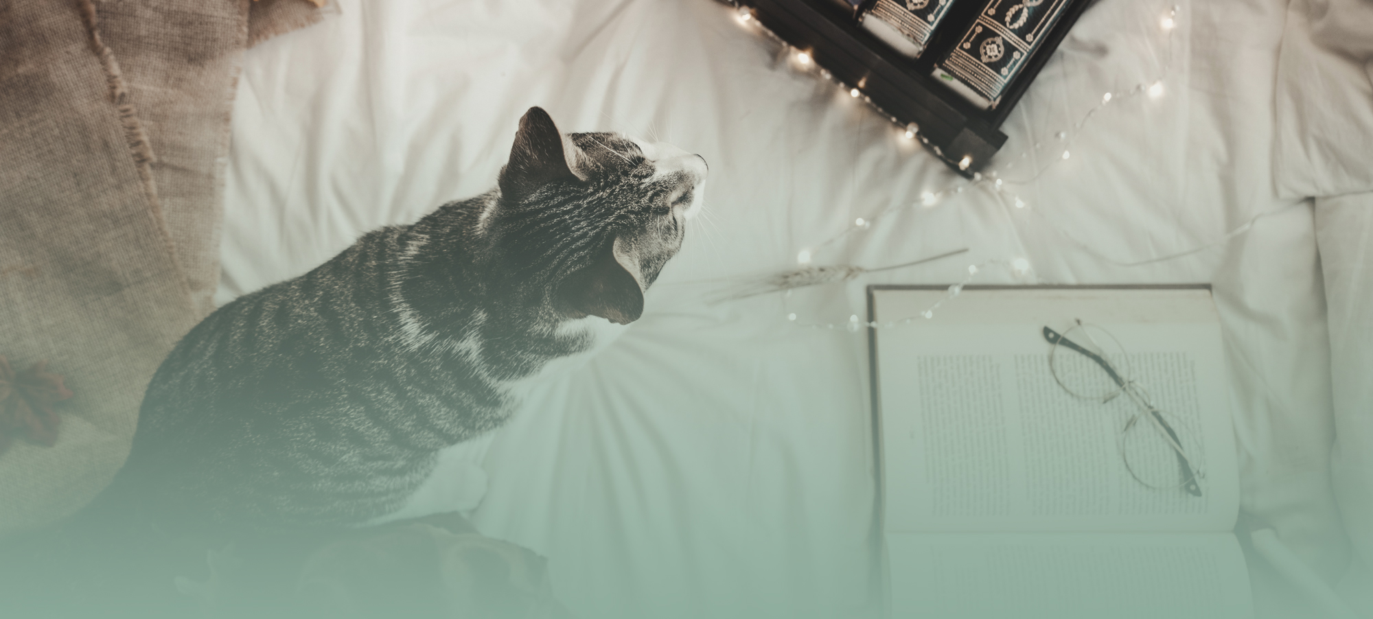 Frequently Asked Questions